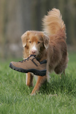 Halbschuh mit Vierbeiner von Baak Dogwalker - für Hundesport und Outdoor Aktivitäten