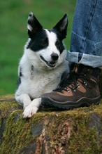 Dogwalker Stiefel mit Vierbeiner, Wasserdicht und atmungskativ. Hundesport, Fährte, Obedience, Schutz